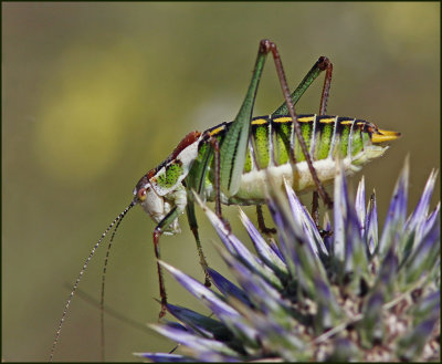 Lesvos Flora and Fauna