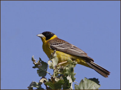 Birds of Lesvos