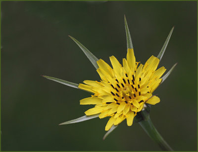 Goatsbeard, Mindre Haverrot (Tragopogon pratensis minor).jpg