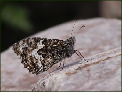 g1/62/900762/3/126995726.BMMBXhuU.jpg