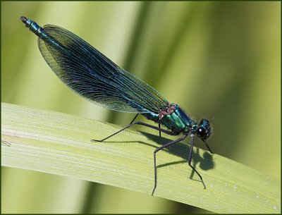 Banded Demoiselle, Blbandad jungfruslnda   (Calopteryx splendens)..jpg