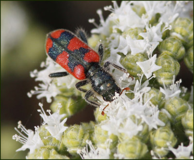 Lesvos Flora and Fauna