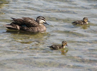 Black Pacific Duck, Stillahavssvartand  (Anas superciliosa).jpg