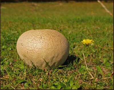 Sklrksvamp  (Calvatia uniformis).jpg