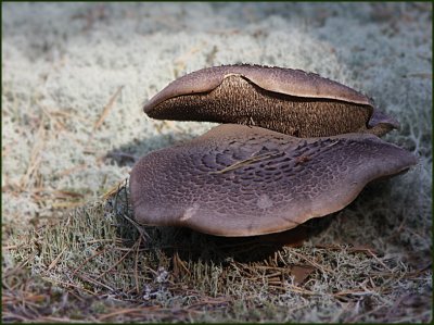 Fjllig taggsvamp  (Sarcodon sp).jpg