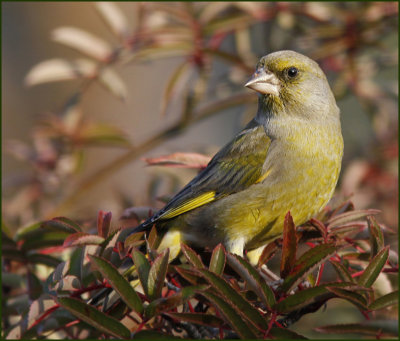 Greenfinch, Grnfink   (Carduelis chloris).jpg