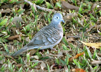 Peaceful Dove, Billabongduva  (Geopela placida).jpg