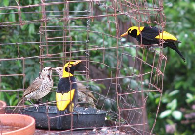 Regent Bowerbirds, Regentlvsalsfgel   (Sericulus chrysocephalus).jpg