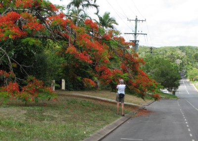 Queensland Christmas Tree at Kuranda.jpg