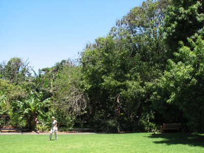Sydney Botanical Gardens with Fruit-bat roosting tree.jpg