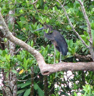 Great-billed Heron, Stornbbad Hger   (Ardea sumatrana).jpg