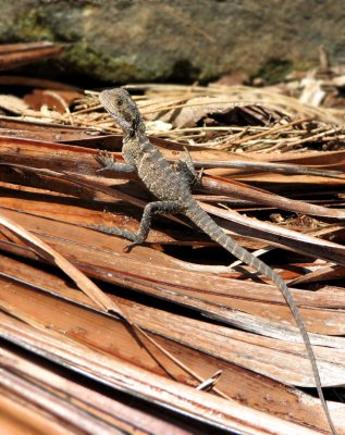 Australian Reptiles and Amphibiansö