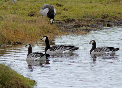 Barnacle Goose, Vitkindade gås, Branta leucopsis