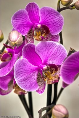 Orchid Purple.jpg