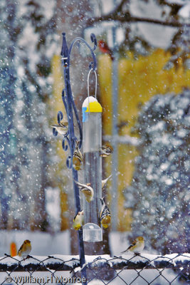 Winter Finchs.jpg