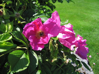 Rugosa