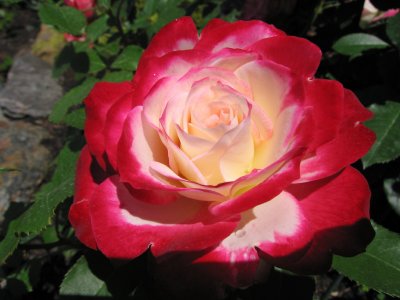 g1/62/912062/3/111942033.UnfcaeVa.jpg
