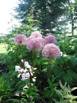 Alium