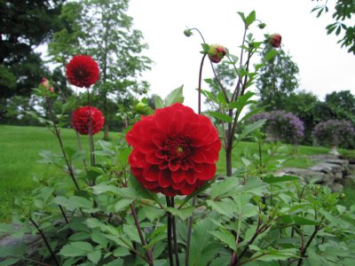 Dahlia