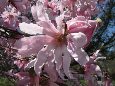 Magnolias