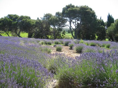 Provence 04