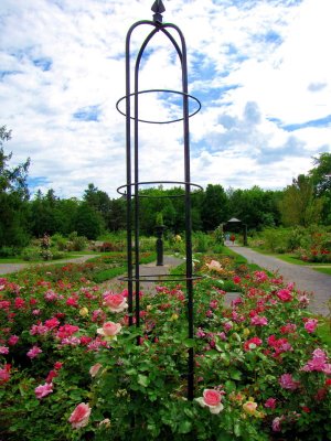 Platebandes de roses anciennes