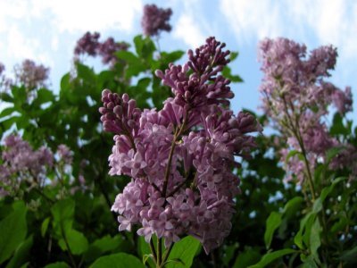 Lilas