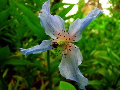 Pavot bleu de l'Himalaya - Jardins de Mtis