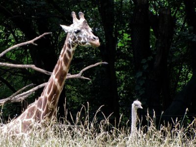 Curieux duo dans la savane