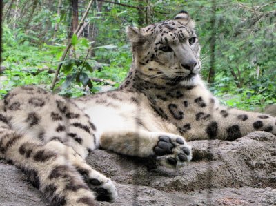 Lopard des neiges