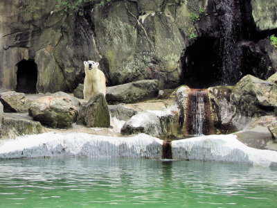 Si loin de son habitat naturel