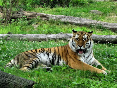 Un tigre au repos