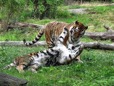 Deux tigres s'amusent