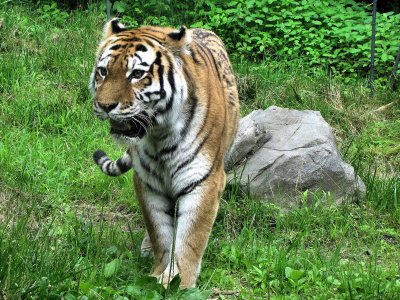 Un tigre qui rve de chasse peut-tre?