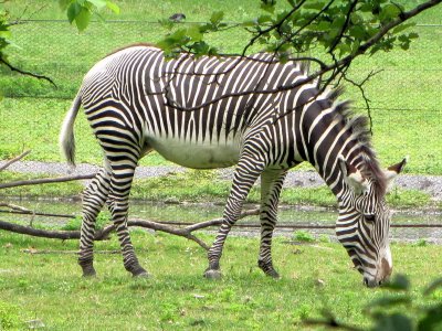 Un autre animal zbr, plus pacifique