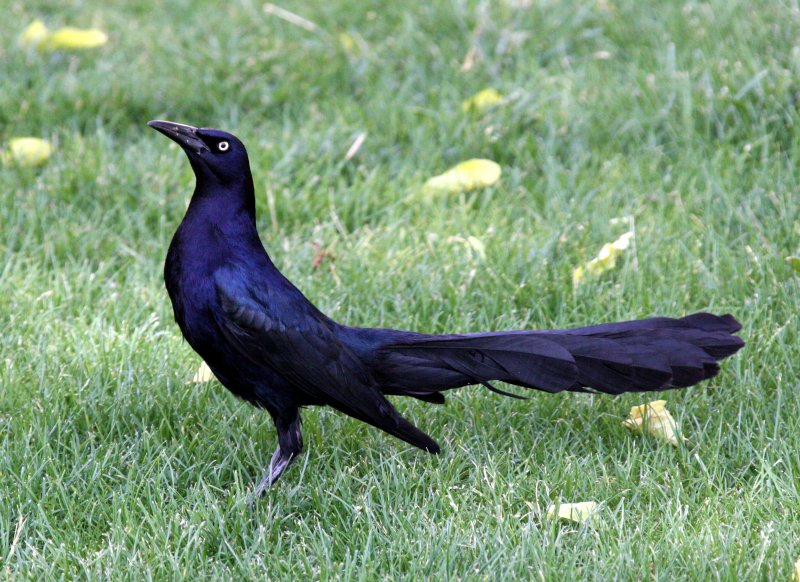 BIRD - GRACKLE - GREAT-TAILED GRACKLE - LAS CRUCES NEW MEXICO - NMSU CAMPUS (4).JPG