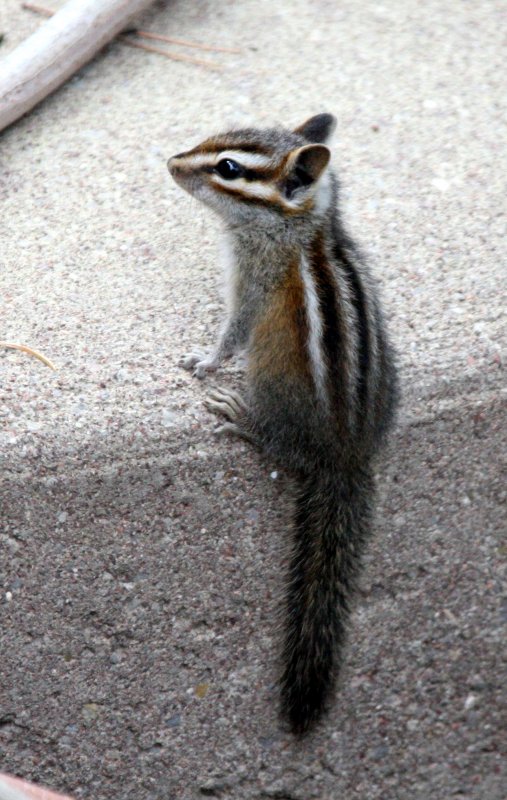 RODENT - CHIPMUNK - GREY-FOOTED CHIPMUNK - SACRAMENTO MOUNTAINS NEW MEXICO (10).JPG