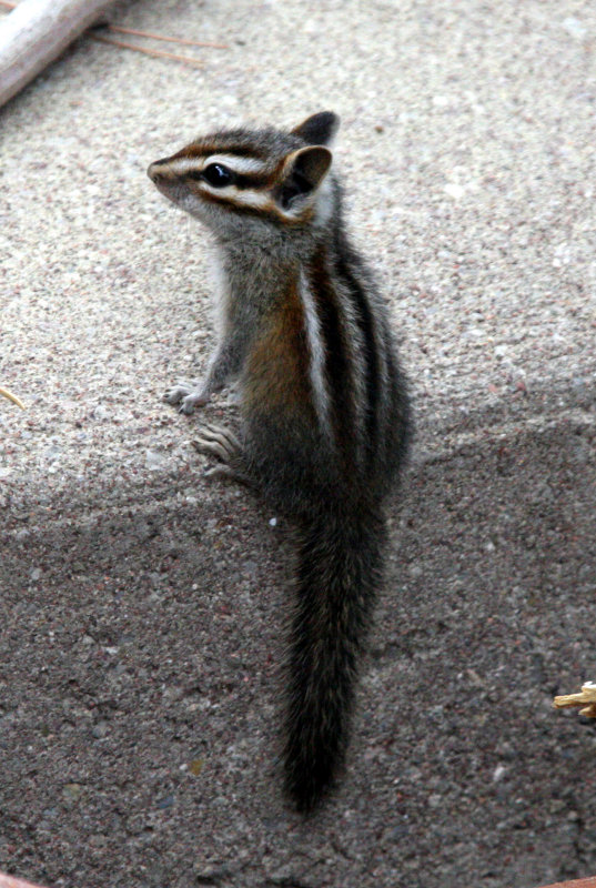 RODENT - CHIPMUNK - GREY-FOOTED CHIPMUNK - SACRAMENTO MOUNTAINS NEW MEXICO (9).JPG