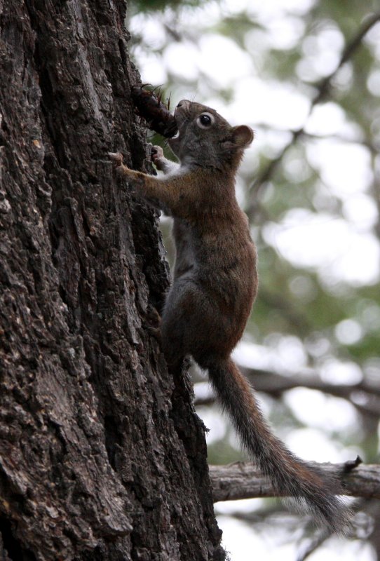 RODENT - SQUIRREL - SACRAMENTO MOUNTAINS RED SQUIRREL - SACRAMENTO MOUNTAINS NEW MEXICO (6).JPG