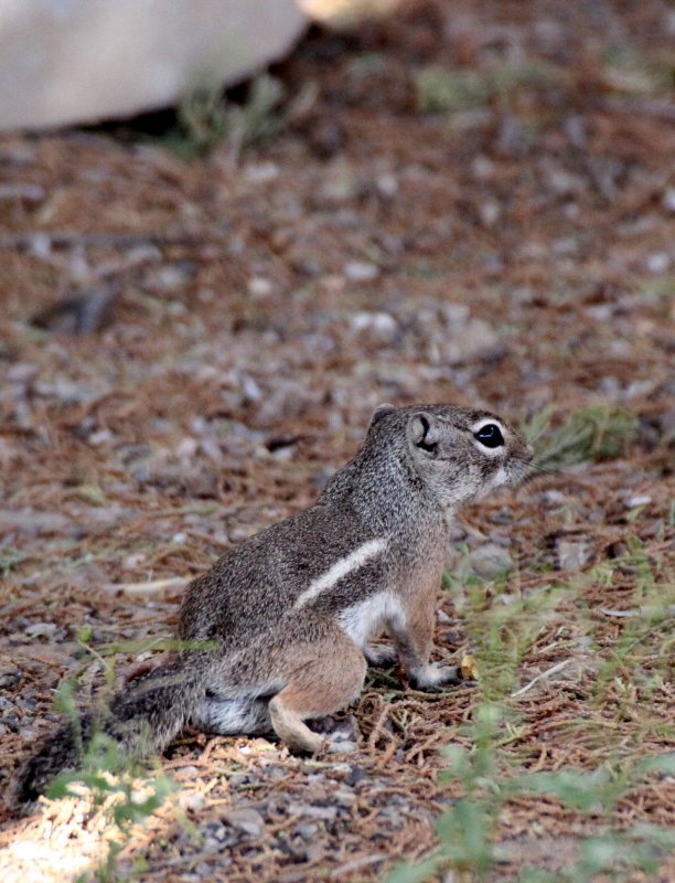 RODENT - SQUIRREL - TEXAS ANTELOPE SQUIRREL - DRIPPING SPRING NATURAL AREA NEW MEXICO (7).JPG