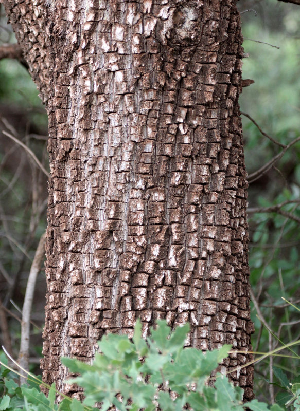 CUPRESSACEAE - JUNIPERUS DEPPEANA - ALLIGATOR JUNIPER - SACRAMENTO MOUNTAINS NEW MEXICO.JPG