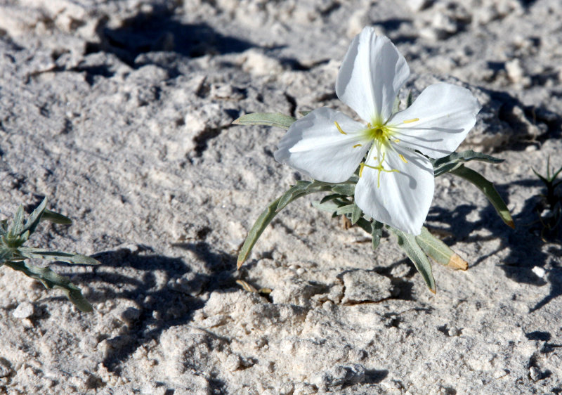 PAPAVERACEAE - Oenothera deltoides - WHITE DUNE EVENING PRIMROSE - WHITE SANDS NATIONAL MONUMENT NEW MEXICO (2).JPG