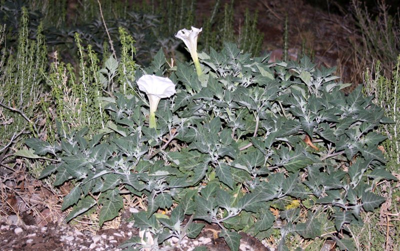 SOLONACEAE - DATURA WRIGHTII - SACRED DATURA OR JIMSONWEED - DRIPPING SPRING NEW MEXICO (2).JPG