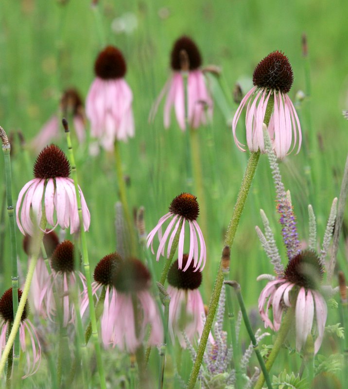 ASTERACEAE - ECHINACEA PALLIDA - PALE PURPLE CONEFLOWER - MORTON ARBORETUM ILLINOIS.JPG