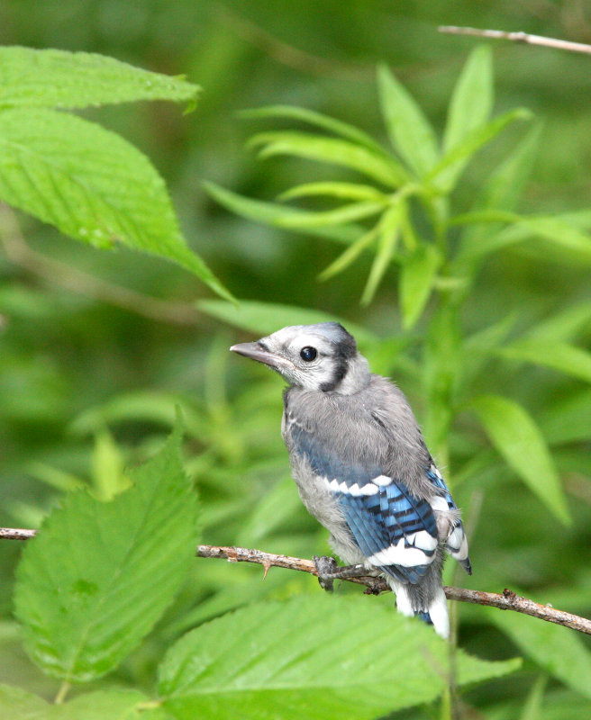 BIRD - JAY - BLUE JAY - MCKEE MARSH ILLINOIS (7).JPG