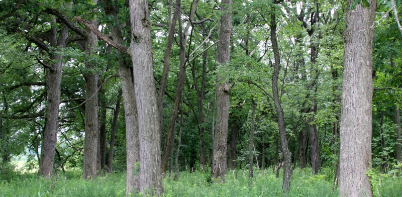 MCKEE MARSH ILLINOIS - FOREST SCENES (3).JPG