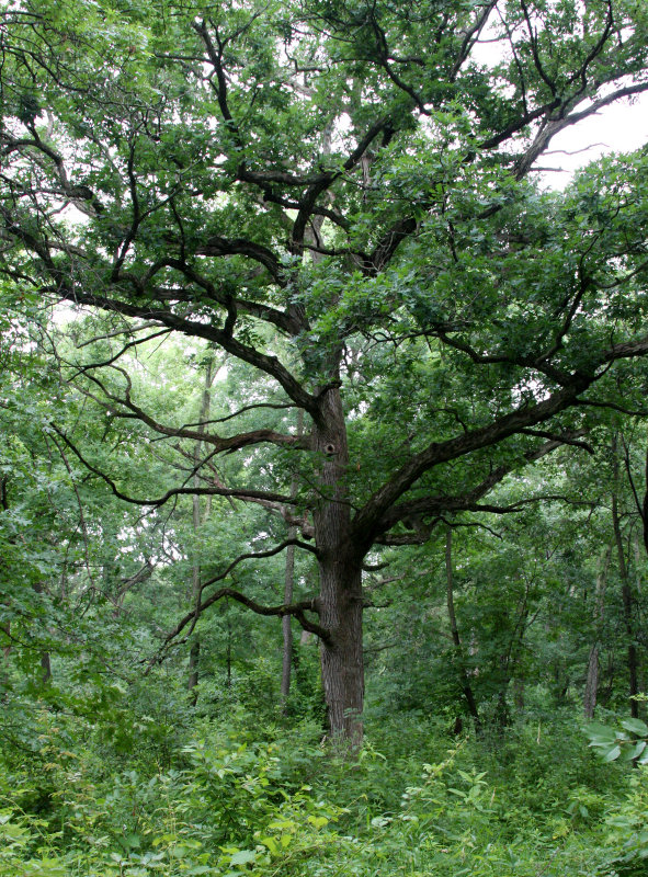 MCKEE MARSH ILLINOIS - QUERCUS SPECIES.JPG