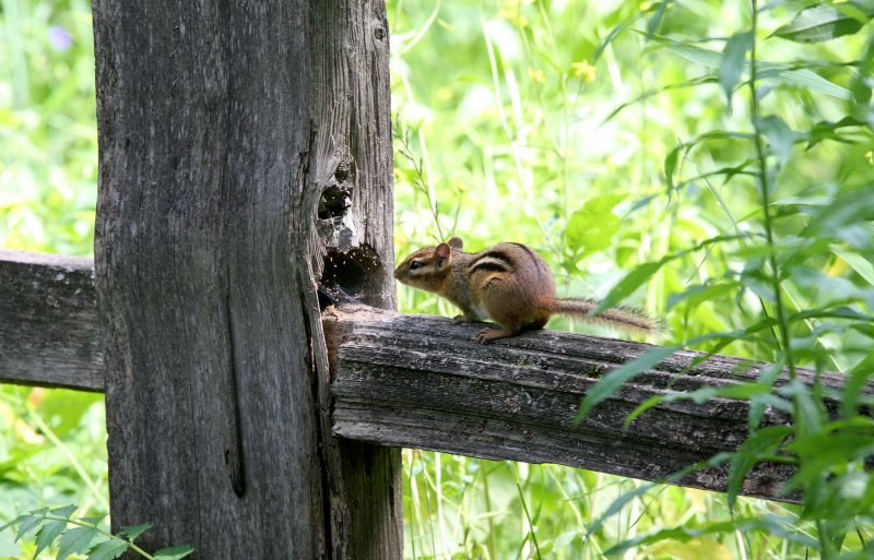 RODENT - CHIPMUNK - EASTERN CHIPMUNK - LINCOLN MARSH ILLINOIS (6).JPG