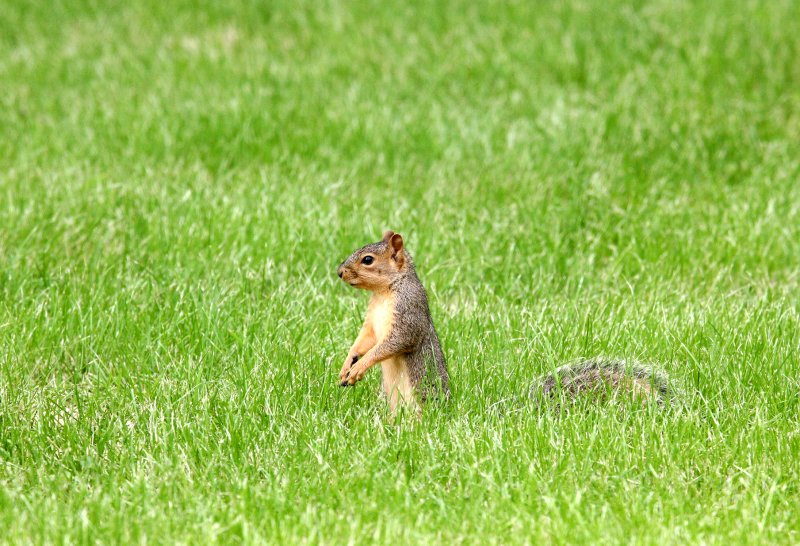 RODENT - SQUIRREL - EASTERN FOX SQUIRREL - MORTON ARBORETUM ILLINOIS.JPG