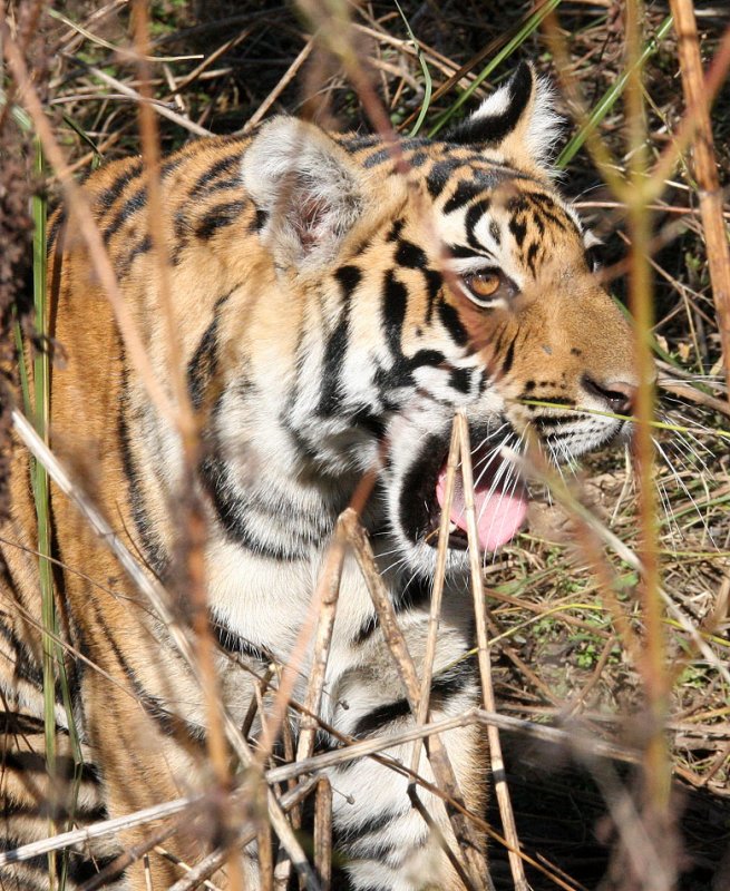 FELID - TIGER - CUBS IN KANHA - KANHA NATIONAL PARK MADHYA PRADESH INDIA (85).JPG